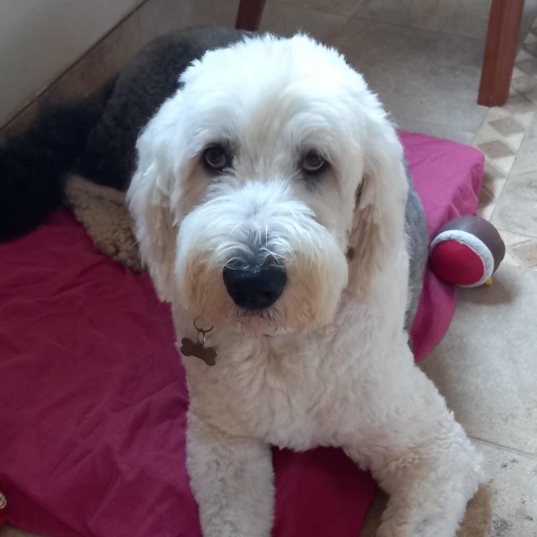 Old english best sale sheepdog rehoming